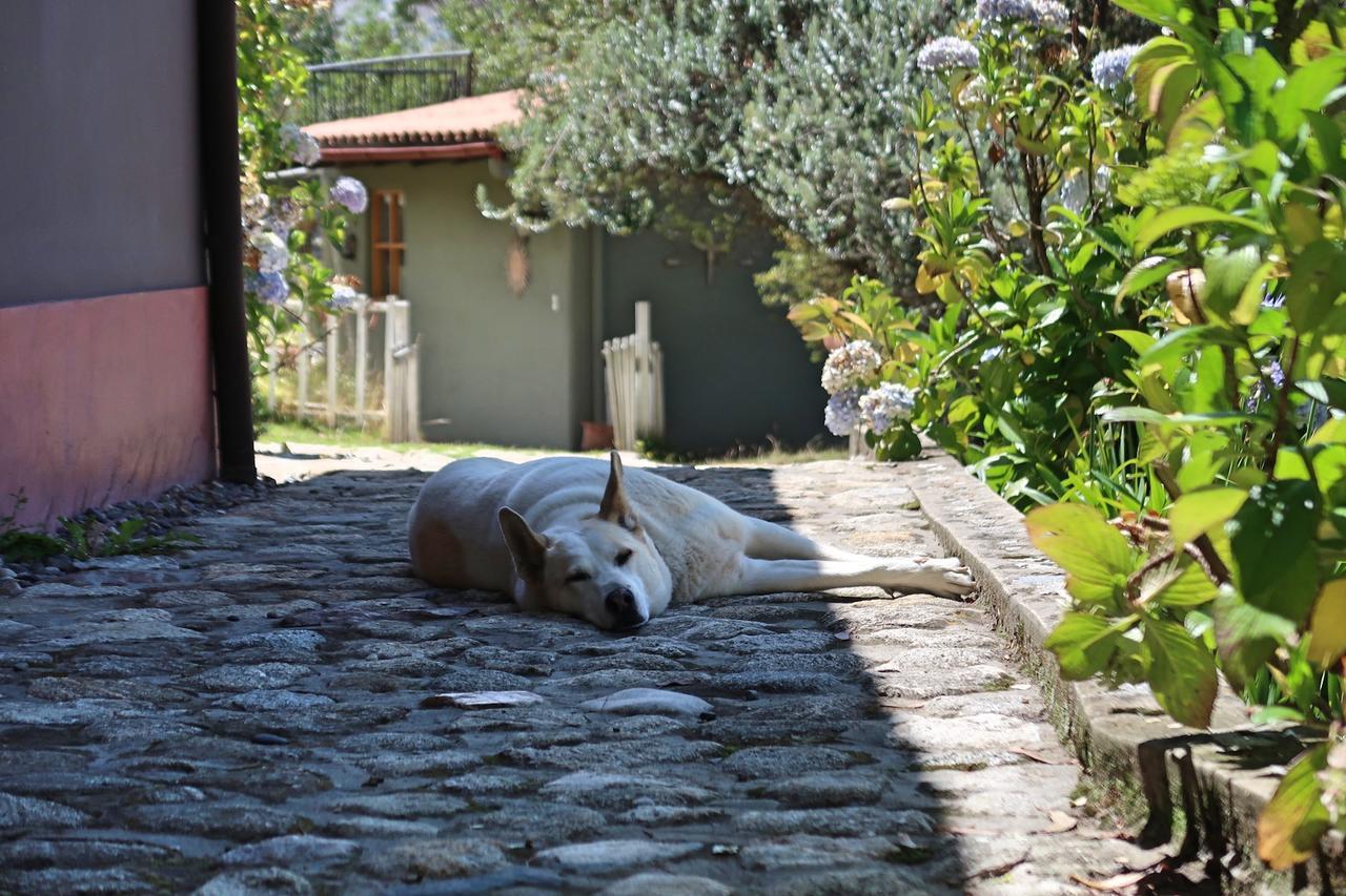 The Lazy Dog Inn A Mountain Lodge Huaraz  Exteriör bild